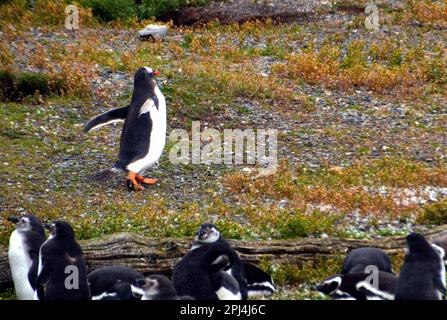 Argentine, Tierra del Fuego, Ushuaia : un manchot Gentoo solitaire (Pygoscelis papouasie) sur une île du canal Beagle. Banque D'Images