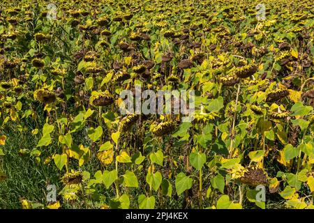 Gros plan de tournesols mûrs séchés sur un champ de tournesol en attente de récolte un jour ensoleillé. Cultures agricoles de terrain. Banque D'Images