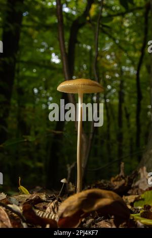 Champignon comestible Hyménopellis radicata ou Xerula radicata sur un pré de montagne. Connu sous le nom de champignon à racine profonde ou tige d'enracinement. Champignons sauvages poussant dans Banque D'Images