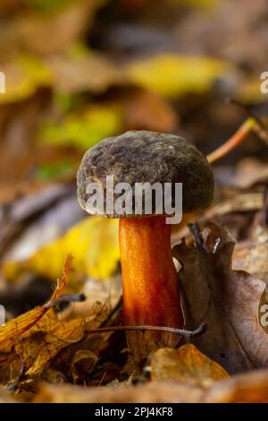 Boletus erythopus ou Neoboletus luridiformis champignon dans la forêt poussant sur l'herbe verte et humide terrain naturel en automne saison. Boletus luridiforme Banque D'Images