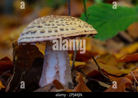 ce champignon est un amanita rubescens et il pousse dans la forêt. Banque D'Images