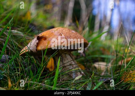 Leccinum aurantiacum ou champignons bolétés à tiges rugueuses qui poussent dans la mousse. Champignons sauvages en forêt. Ukraine. Banque D'Images