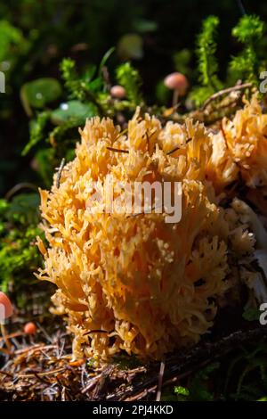 Gros plan de Ramaria Flava, champignons de corail jaune qui poussent dans la forêt. Champignons sauvages poussant dans la forêt, Ukraine. Banque D'Images