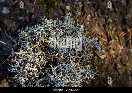 Vue rapprochée de la Cladonia rangiferina, également connue sous le nom de lichen de renne. Banque D'Images