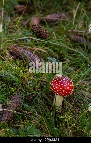 Champignon amanita muscaria sauvage rouge. Un champignon amanita muscaria rouge qui pousse dans la nature. Banque D'Images
