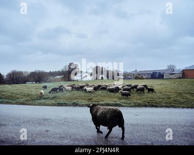 Travail dans la campagne galicienne Banque D'Images