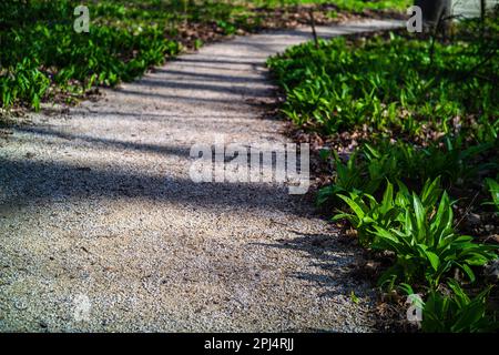 L'Allium ursinum sauvage (connu sous le nom d'ail de l'ours, ramsons, sarrasins, ail sauvage, ail à feuilles larges, Ail en bois) floraison dans le parc du Château Vesel Banque D'Images