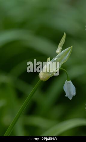 Allium ursinum, ail sauvage, fleurs, ramon, ail à feuilles larges, ail en bois, poireau d'ours, plancher de bois, odeur piquante, moquette piquante Banque D'Images