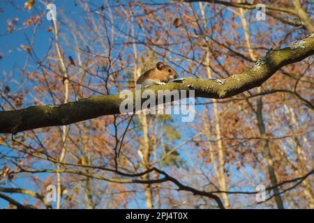 Souris forestière sur branche avec arbres décidus en arrière-plan Banque D'Images