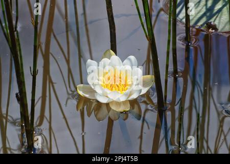 Fleur unique de lys d'eau brillante Banque D'Images