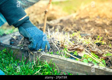 Les mains de la femme en gants déchirent les mauvaises herbes dans le lit de jardin en gros plan Banque D'Images