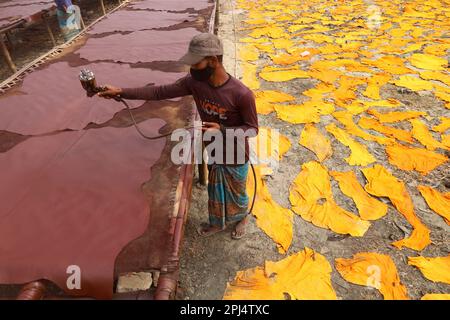 Dhaka, Dhaka, Bangladesh. 31st mars 2023. Un ouvrier traite le cuir dans une tannerie à Hazaribagh, Dhaka. Une tannerie est un établissement industriel pour le tannage ou la transformation du cuir. Après le traitement de la peau brute de l'animal dans la tannerie, le cuir est fait approprié pour la production de chaussures, sacs, valises, ceintures, portefeuilles, vestes, etc (Credit image: © Syed Mahabubul Kader/ZUMA Press Wire) USAGE ÉDITORIAL SEULEMENT! Non destiné À un usage commercial ! Banque D'Images