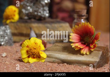 Fleurs jaunes avec bois pétrifié et cristaux sur sable rouge australien Banque D'Images