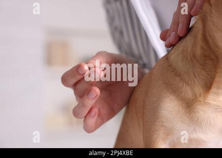 Vétérinaire tenant l'aiguille d'acupuncture près du cou du chien à l'intérieur, gros plan. Traitement des animaux Banque D'Images