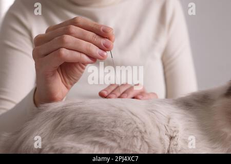 Vétérinaire tenant l'aiguille d'acupuncture près du dos du chat, gros plan. Traitement des animaux Banque D'Images