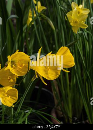 Les trompettes jaunes profondes de la miniature daffodil Narcissus obesus Banque D'Images