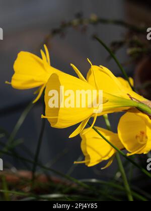 Les trompettes jaunes profondes de la miniature daffodil Narcissus obesus Banque D'Images