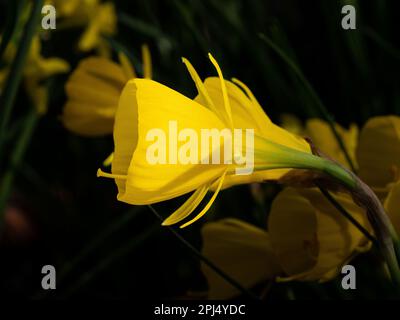 Les trompettes jaunes profondes de la miniature daffodil Narcissus obesus Banque D'Images
