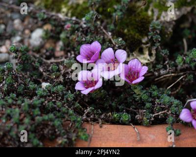 Les fleurs de Saxifraga oppositifolia 'Latina', rose profond, au bord d'une terre cuite. Banque D'Images
