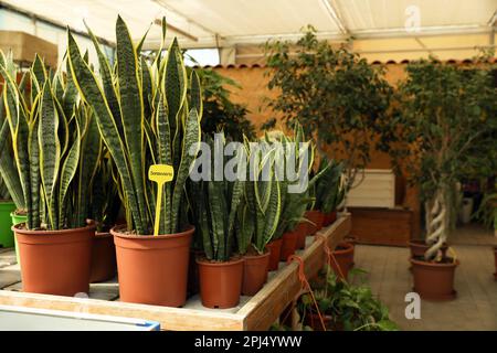 Plants de serpent en pot (Sansevieria) sur une table dans le centre du jardin Banque D'Images