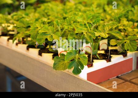 Pots avec des semis de pastèque verts dans le plateau sur la table Banque D'Images