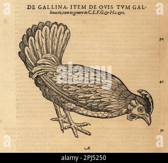 Poulet ou poule, Gallus domestica. De Gallina, Gallus gallinaceus. Gravure sur bois d'après une illustration de Lucas Schan et Conrad Gessner de l'Histoire de Conrad Gessner, de avium natura, (Histoire naturelle des animaux : oiseaux), Francfort, Wechel pour Cambier, 1585. Banque D'Images