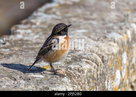 European Stonechat (Saxicola rubicola), Majorque, Majorque, Iles Baléares, Espagne, Europe Banque D'Images