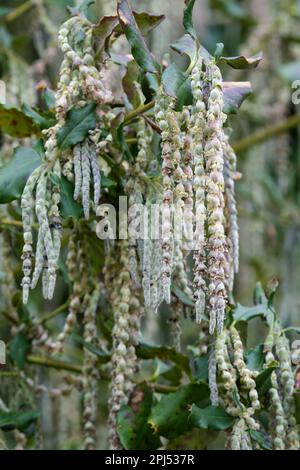 Garrya elliptica James Roof, soie tassel James Roof, arbuste à feuilles persistantes, fleurs mâles, en chatons gris-vert couperants Banque D'Images