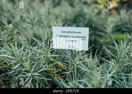 Fleurs alpines de Dianthus plantées dans un jardin de rockery. Roche de l'usine de jardin de près. Banque D'Images