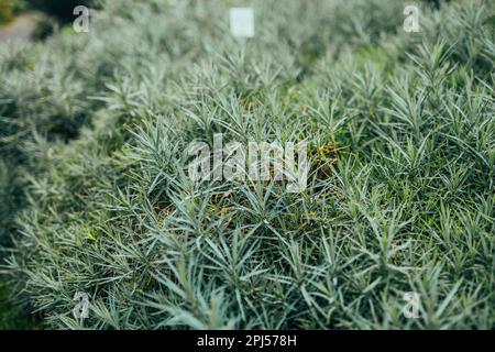 Fleurs alpines de Dianthus plantées dans un jardin de rockery. Roche de l'usine de jardin de près. Banque D'Images