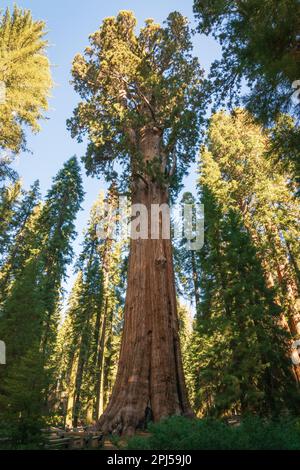 Sequoia National Park dans les montagnes de la Sierra Nevada. Banque D'Images