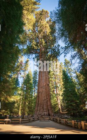 Sequoia National Park dans les montagnes de la Sierra Nevada. Banque D'Images