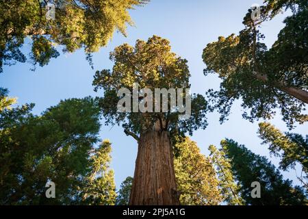 Sequoia National Park dans les montagnes de la Sierra Nevada. Banque D'Images