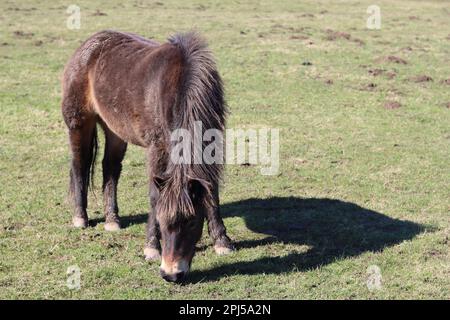 Poney brun Exmoor paissant dans un champ sous le soleil de printemps Banque D'Images