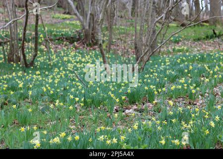 Masses de jonquilles sauvages jaune vif et blanc dans une forêt au printemps Banque D'Images