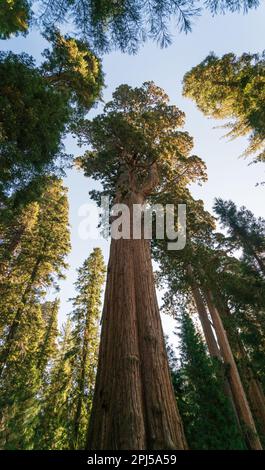 Sequoia National Park dans les montagnes de la Sierra Nevada. Banque D'Images