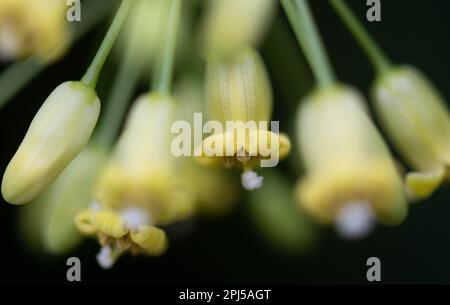 31 mars 2023, Saxe-Anhalt, Halle (Saale): Lueur jaune les fleurs de la plante de graines collantes dans le jardin botanique de l'Université de Halle/Saale. Peu avant le 325th anniversaire du jardin botanique de l'Université de Halle, l'installation commence la nouvelle saison ce week-end. À partir de 1 avril, les visiteurs peuvent admirer environ 12 000 espèces végétales du monde entier sur une superficie de cinq hectares. Sur 11 avril, le jardin fêtera son anniversaire de 325th ans. Douze jardiniers s'assureront que tout sur le terrain est vert et en fleur. Divers événements et expositions sont prévus dans le Banque D'Images