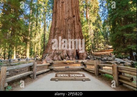Sequoia National Park dans les montagnes de la Sierra Nevada. Banque D'Images