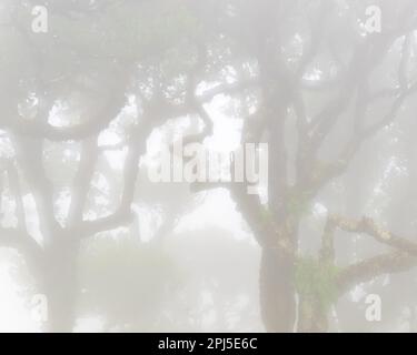 Le brouillard mystérieux couvre une forêt luxuriante de laurisilva, entourée de contreforts et de prairies vallonnées dans une atmosphère de tranquillité paisible. Banque D'Images