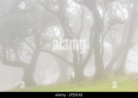 Le brouillard mystérieux couvre une forêt luxuriante de laurisilva, entourée de contreforts et de prairies vallonnées dans une atmosphère de tranquillité paisible. Banque D'Images