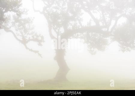 Le brouillard mystérieux couvre une forêt luxuriante de laurisilva, entourée de contreforts et de prairies vallonnées dans une atmosphère de tranquillité paisible. Banque D'Images