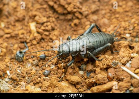 Cricket du champ noir, Teleogryllus commodus, Satara, Maharashtra, Inde Banque D'Images