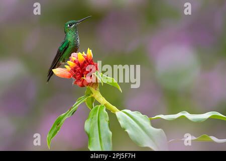 Hummingbird Vert-couronné brillant, Heliodoxa jacula, volant à côté de la belle fleur rose avec des fleurs de ping en arrière-plan, la Paz, Costa Rica. Banque D'Images