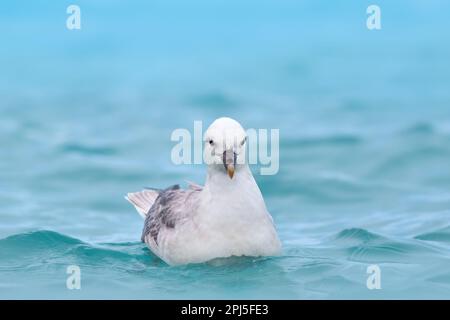 Fulmar du Nord, Fulmarus glacialis, oiseau blanc dans l'eau bleue, glace bleu foncé en arrière-plan, animal dans l'habitat naturel arctique, Svalbard, NOR Banque D'Images