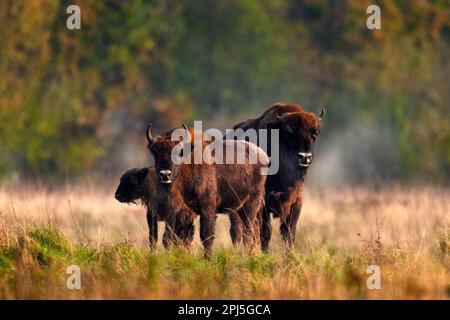 Troupeau de bisons dans la forêt d'automne, scène ensoleillée avec grand animal brun dans l'habitat naturel, feuilles jaunes sur les arbres, Bialowieza NP, Pologne. Faune Banque D'Images