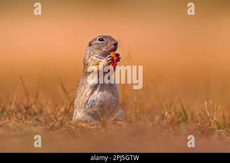 Écureuil de sol européen mangez la carotte en main, Spermophilus citellus, assis dans l'herbe verte pendant l'été, portrait animal détail, Allemagne. Wil Banque D'Images