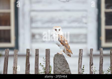 Hibou de la grange assis sur une clôture en bois devant le chalet de campagne, oiseau dans l'habitat urbain, brouette sur le mur, République tchèque. Hiver sauvage et neige wi Banque D'Images