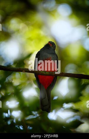 trogon à queue de Slaty, Trogon massena, oiseau rouge et brun dans l'habitat naturel, Belize. Oiseau dans la forêt tropicale verte. Observation des oiseaux dans la nature. Holi Banque D'Images