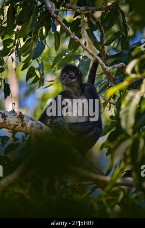 Belize nature. Singe araignée sur le palmier. Faune verte du Belize. Singe araignée à main noire assis sur la branche de l'arbre dans la forêt tropicale sombre Banque D'Images