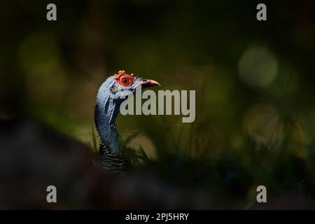 Gutemala nature. dinde ocellée, Meleagris ocellata, oiseau bizar rare, Parc national de Tikal, Gutemala. Scène sauvage de la nature. Oiseau avec verrue rouge Banque D'Images